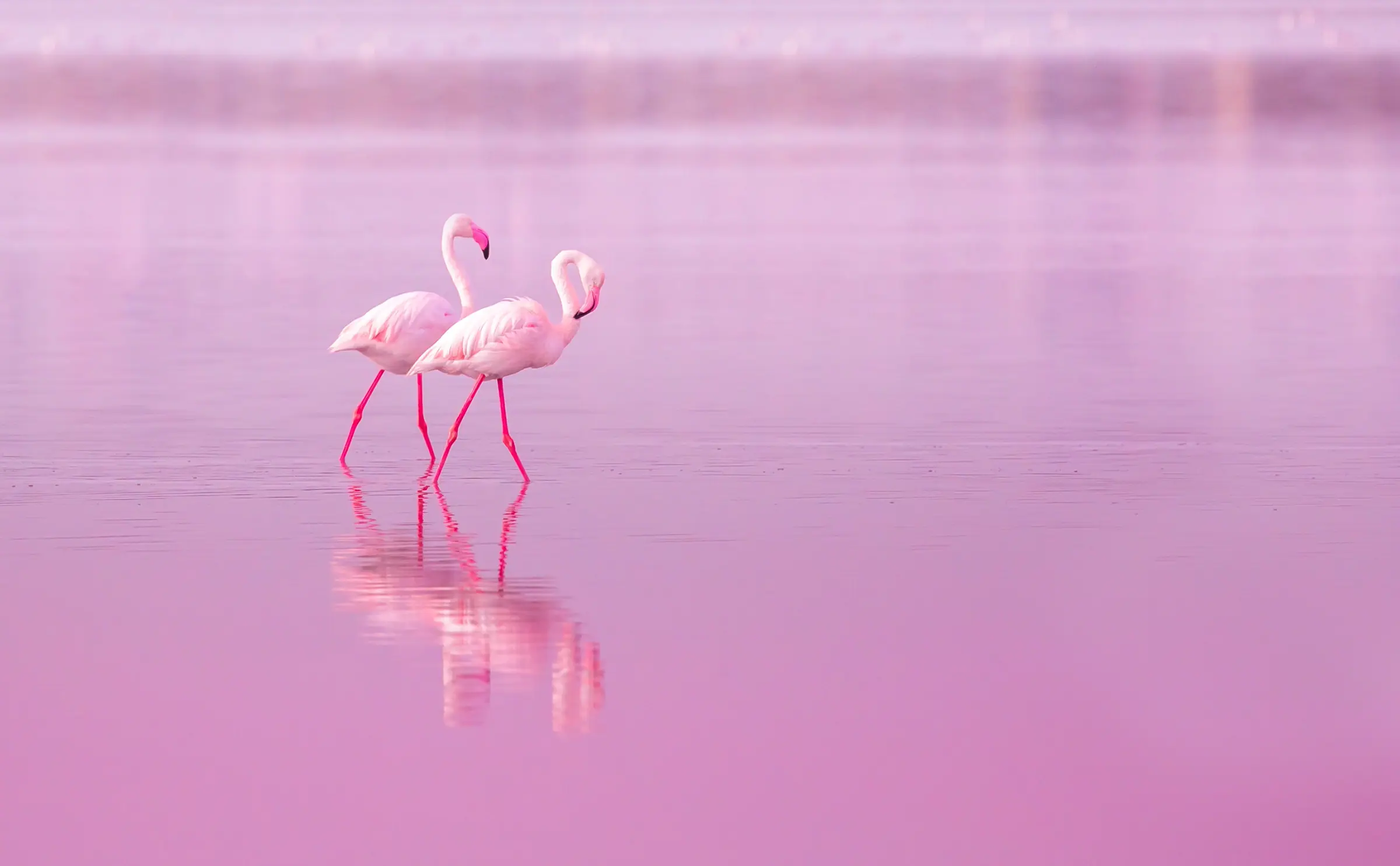 Flamingos on the pink waters of the Larnaca Salt Lake